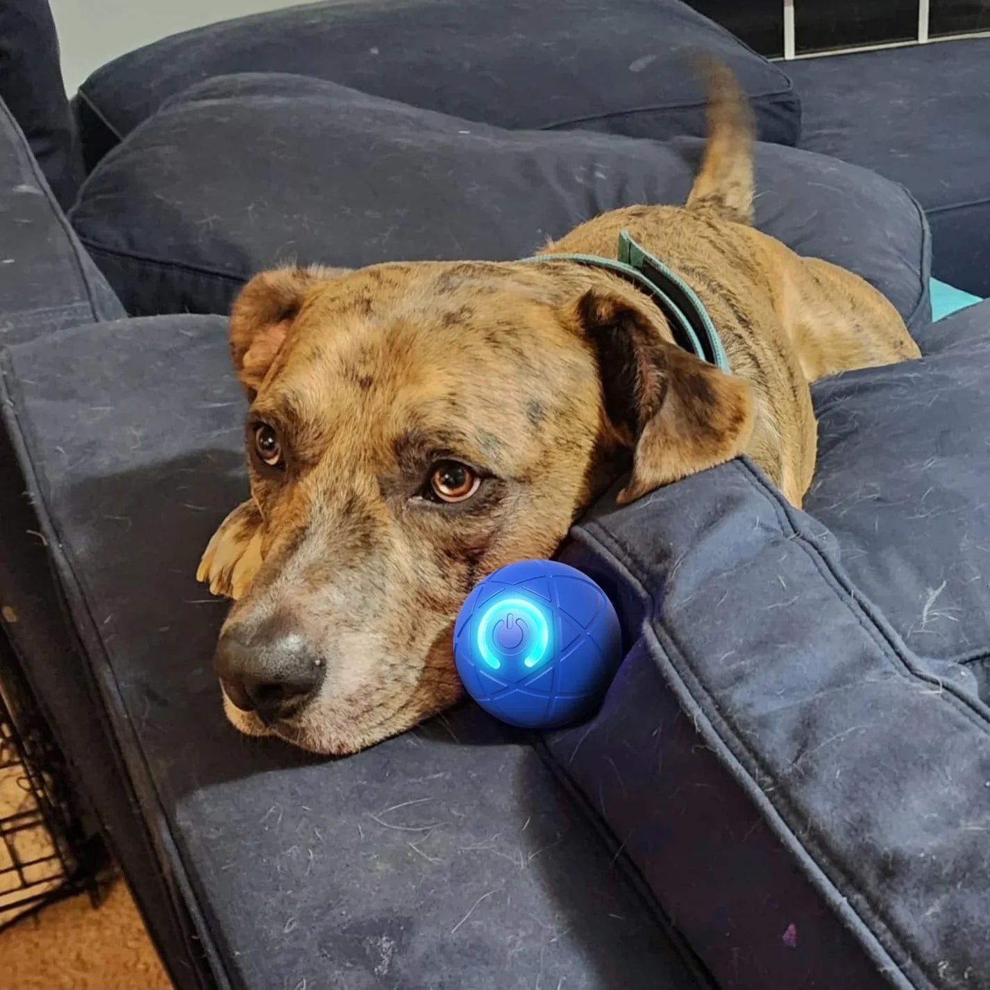 ✨2025 New Release -50% Off - Pet Bounce Ball for Dogs🐶