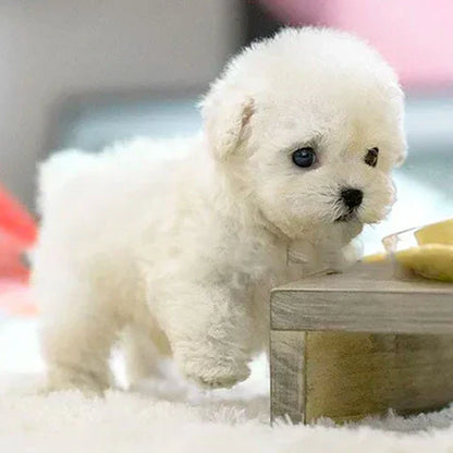🔥 Last Day Sale Price | Original 𝐑𝐞𝐚𝐥𝐢𝐬𝐭𝐢𝐜 𝐑𝐨𝐛𝐨𝐭 𝐏𝐮𝐩𝐩𝐲🐶 2025