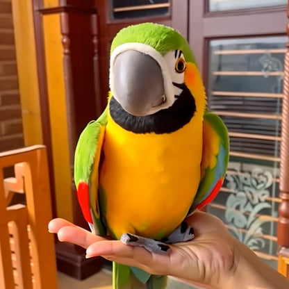🦜 Picotoy - My Realistic Talking Parrot Friend