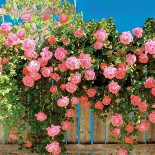 🔥 One Time Offer: Get Another Color of Climbing Rose Flower Seeds🌹 Just for $9.99 ( Save $7)