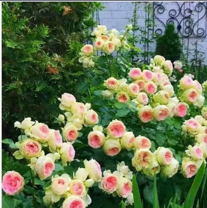 🔥 One Time Offer: Get Another Color of Climbing Rose Flower Seeds🌹 Just for $9.99 ( Save $7)