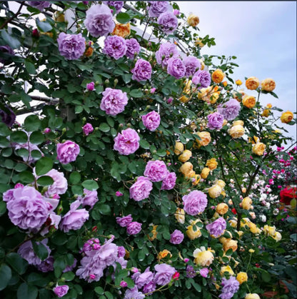🔥 One Time Offer: Get Another Color of Climbing Rose Flower Seeds🌹 Just for $9.99 ( Save $7)