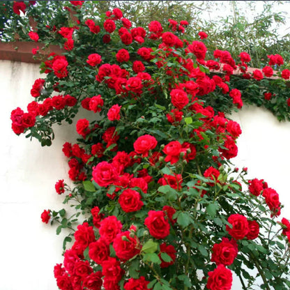 🔥 One Time Offer: Get Another Color of Climbing Rose Flower Seeds🌹 Just for $9.99 ( Save $7)