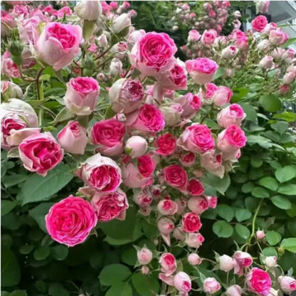🔥 One Time Offer: Get Another Color of Climbing Rose Flower Seeds🌹 Just for $9.99 ( Save $7)