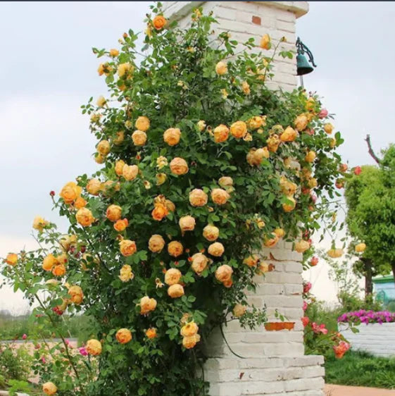 🔥 One Time Offer: Get Another Color of Climbing Rose Flower Seeds🌹 Just for $9.99 ( Save $7)