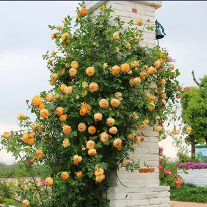 🔥 One Time Offer: Get Another Color of Climbing Rose Flower Seeds🌹 Just for $9.99 ( Save $7)
